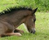 Foal 9Y413D-065